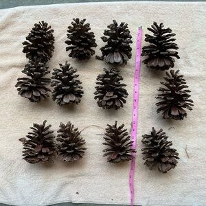 Bundle of 12 Natural Brown Pine Cones 6”-8”